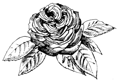 rose_damask.jpg